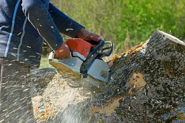 How Our Tree Care Process Works  in  Maxton, NC