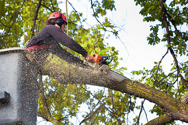 Trusted Maxton, NC Tree Care Services Experts